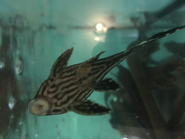 Schwarzlinien- Harnischwels L190 ,Panaque nigrolineatus, ca.14 cm